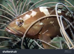 Image result for Epinephelus morio