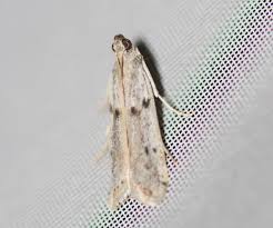 Attēlu rezultāti vaicājumam “Phycitodes binaevella”