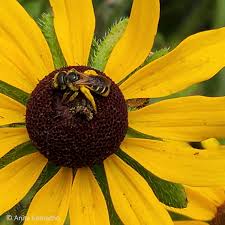 Attēlu rezultāti vaicājumam “Rudbeckia hirta var. hirta flower”