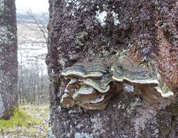 Attēlu rezultāti vaicājumam “Phellinus tremulae”