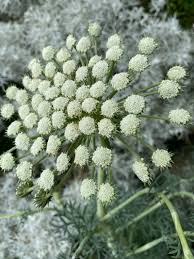 Attēlu rezultāti vaicājumam “Enteridium corticatum sessile”