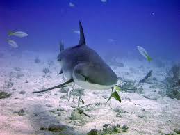 Image result for Carcharhinus perezii