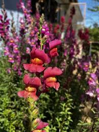 Image result for Antirrhinum majus maximum