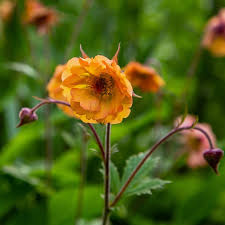Attēlu rezultāti vaicājumam “Geum x intermedium flower”