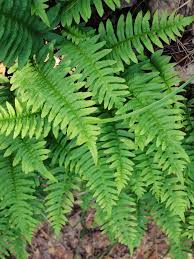 Attēlu rezultāti vaicājumam “Polypodium vulgare”