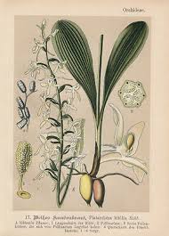 Attēlu rezultāti vaicājumam “Platanthera bifolia leaf”