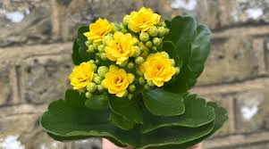 Image result for Kalanchoe blossfeldiana