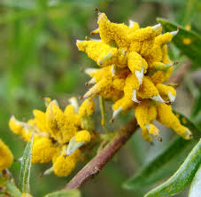 Attēlu rezultāti vaicājumam “Melampsora epitea”