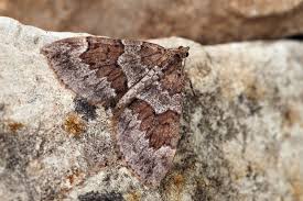 Attēlu rezultāti vaicājumam “Thera variata”