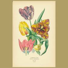 Attēlu rezultāti vaicājumam “Tulipa gesneriana”