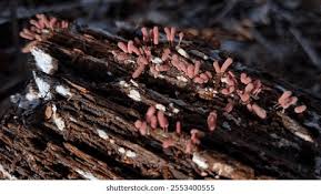 Attēlu rezultāti vaicājumam “Arcyria denudata young”