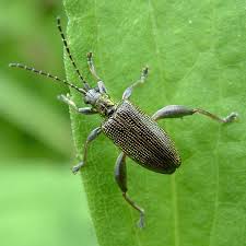 Attēlu rezultāti vaicājumam “Donacia”