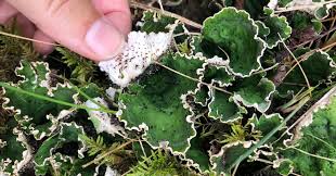 Attēlu rezultāti vaicājumam “Peltigera leucophlebia”