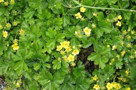 Attēlu rezultāti vaicājumam “Waldsteinia geoides flower”
