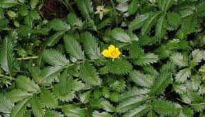 Image result for Potentilla anserina