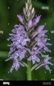 Attēlu rezultāti vaicājumam “Dactylorhiza fuchsii flower”