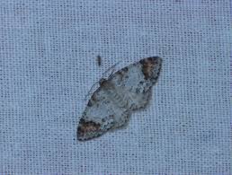 Attēlu rezultāti vaicājumam “Venusia blomeri”