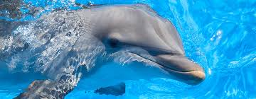 Image result for Adventure Dolphin