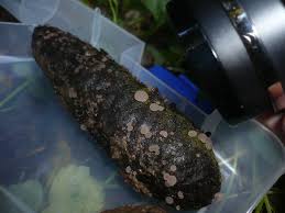 Attēlu rezultāti vaicājumam “Ombrophila violacea”