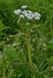 Attēlu rezultāti vaicājumam “Angelica palustris”