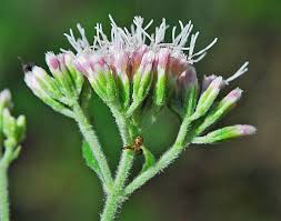 Attēlu rezultāti vaicājumam “Eupatorium cannabinum bud”