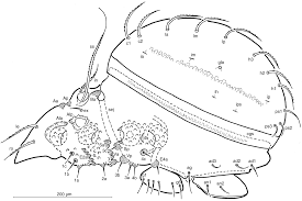 Attēlu rezultāti vaicājumam “Belbodamaeus sp.”
