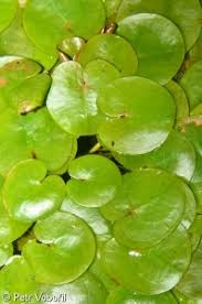 Attēlu rezultāti vaicājumam “Hydrocharis morsus-ranae fruit”