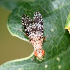 Attēlu rezultāti vaicājumam “Trypetoptera punctulata”