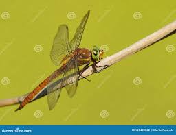 Attēlu rezultāti vaicājumam “Aeshna isoceles”