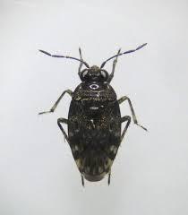 Attēlu rezultāti vaicājumam “Saldula saltatoria”