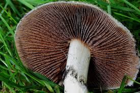 Attēlu rezultāti vaicājumam “Psathyrella lacrymabunda”