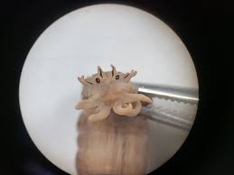 Attēlu rezultāti vaicājumam “Tipulidae”