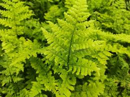 Attēlu rezultāti vaicājumam “Dryopteris dilatata”