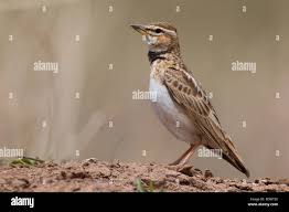 Image result for Melanocorypha bimaculata