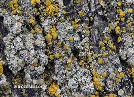 Attēlu rezultāti vaicājumam “Lycogala irregulare sessile”