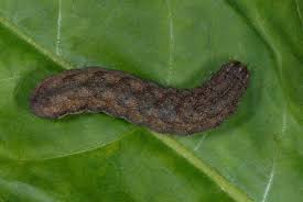 Attēlu rezultāti vaicājumam “Lacanobia contigua imago”