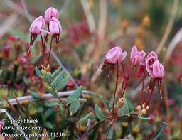 Attēlu rezultāti vaicājumam “Oxycoccus palustris flower”