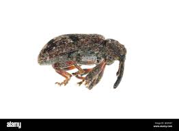 Attēlu rezultāti vaicājumam “Anthonomus pomorum”