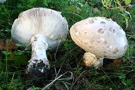 Attēlu rezultāti vaicājumam “Amanita strobiliformis”