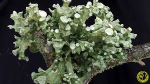 Attēlu rezultāti vaicājumam “Ramalina fastigiata”