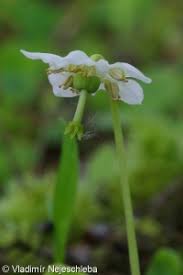 Attēlu rezultāti vaicājumam “Moneses uniflora leaf”