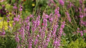 Attēlu rezultāti vaicājumam “Labiatae”