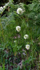 Attēlu rezultāti vaicājumam “Trifolium montanum fruit”