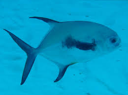 Image result for Trachinotus falcatus