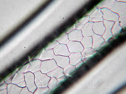 Image result for human hair microscope image