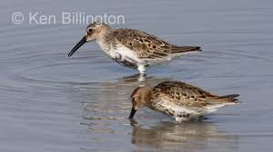 Attēlu rezultāti vaicājumam “Calidris alpina”