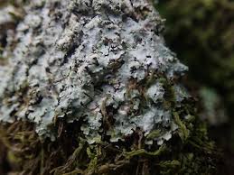 Attēlu rezultāti vaicājumam “Punctelia subrudecta”