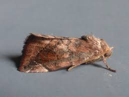 Attēlu rezultāti vaicājumam “Cosmia pyralina”