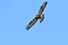 Attēlu rezultāti vaicājumam “Buteo lagopus”