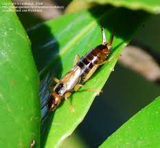 Attēlu rezultāti vaicājumam “Forficula auricularia male”